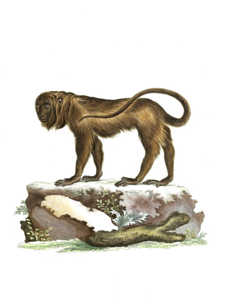 Simia seniculus