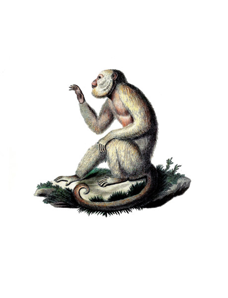 Monkey