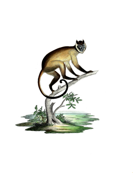 Cebus fatuellus