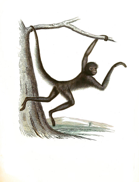 Ateles ater