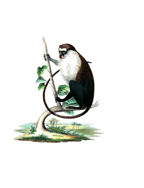 Campbell's monkey