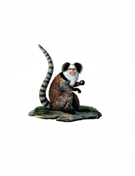 Common Marmoset