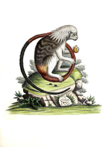 Cotton-top Tamarin