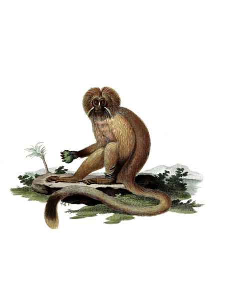 Golden Lion Tamarin