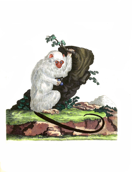 Marmoset monkey
