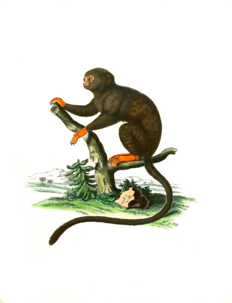 Red-handed tamarin