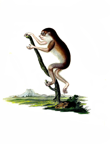 Loris gracilis
