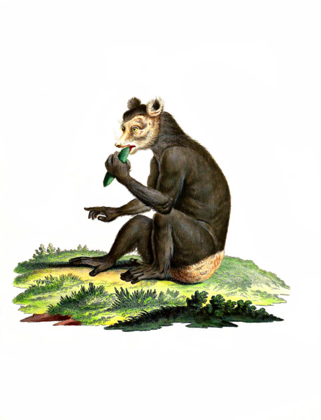The indri