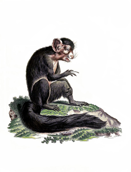 Lemur