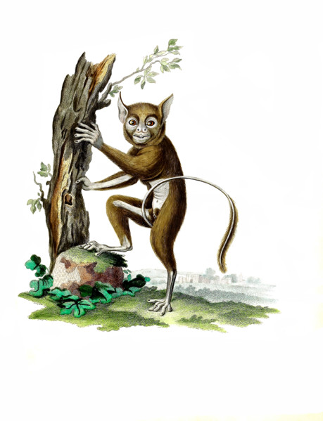 Lemur