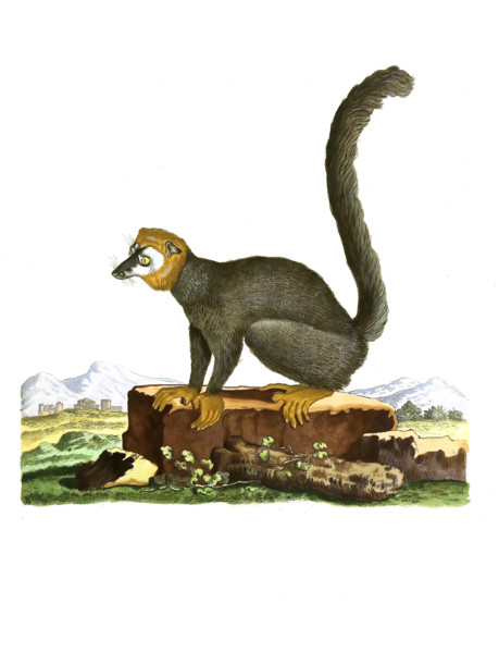 Lemur mongoz