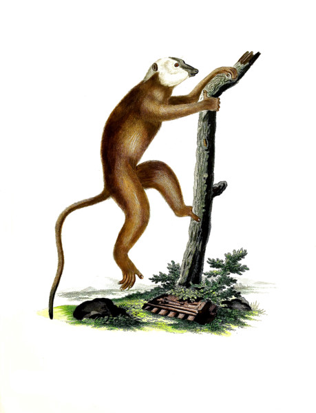 Lemur rufus