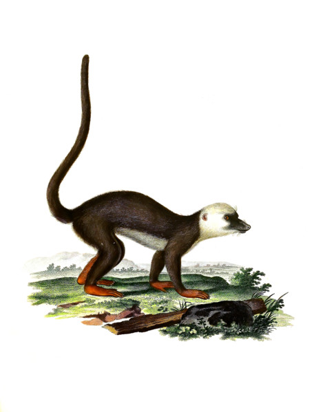 Lemur albifrons