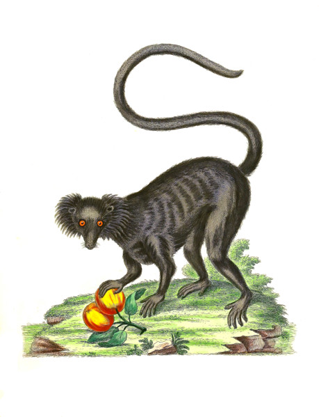 Lemur macaco