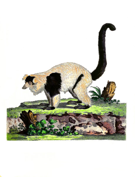 Lemur macaco
