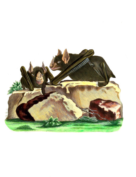 Vespertilio haftatus