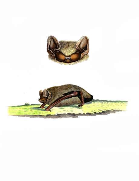 Vespertilio noctula