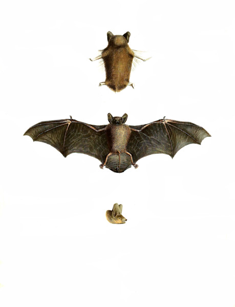 Common pipistrelle