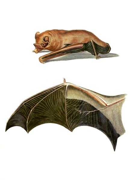 Giant Noctule