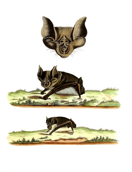 Vespertilio ferrum equinum
