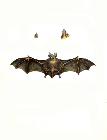 Rhinolophus clivosus