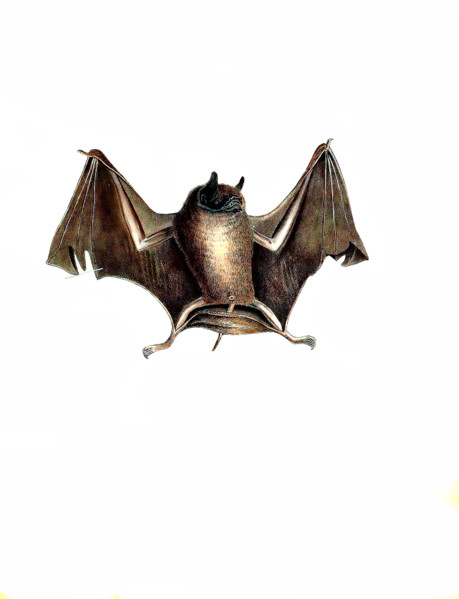 Greater bare-backed bat