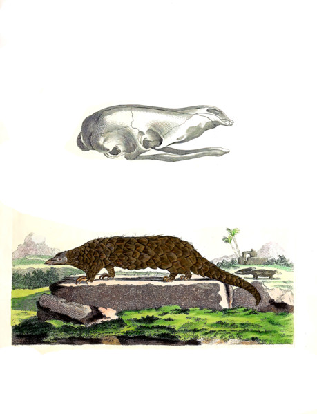 Chinese pangolin