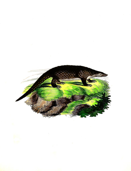 Malayan pangolin