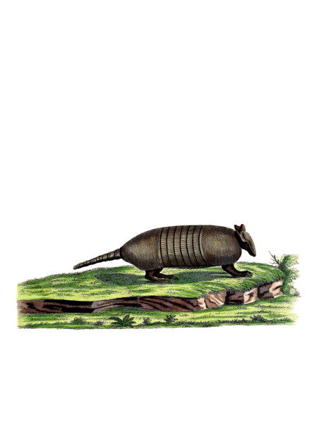 Seven-banded Armadillo or Northern Seven-banded Armadillo