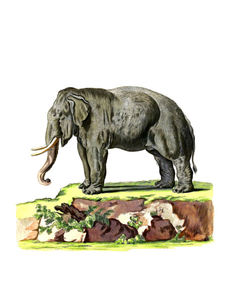 Asian elephant