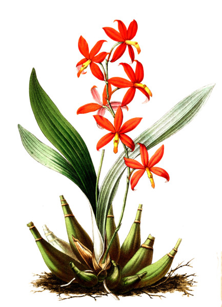 Epidendrum vitellinum