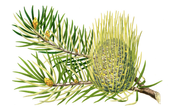 Abies bracteata
