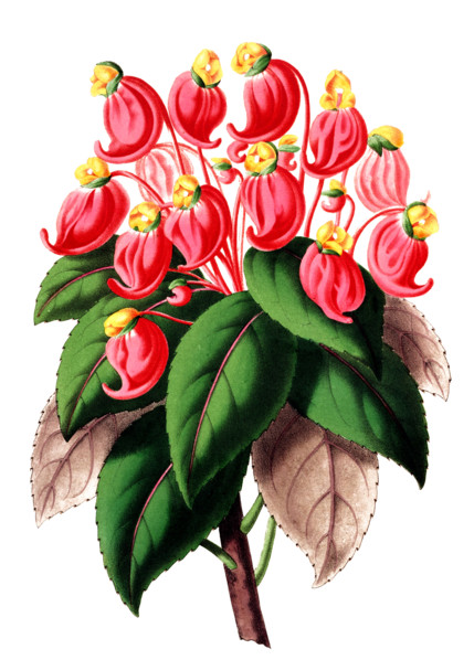 Impatiens jerdoniae