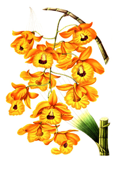 Dendrobium fimbriatum