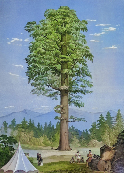 Wellingtonia gigantea