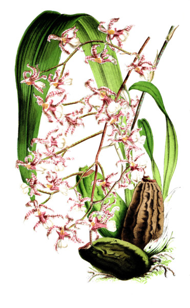 Oncidium incurvum