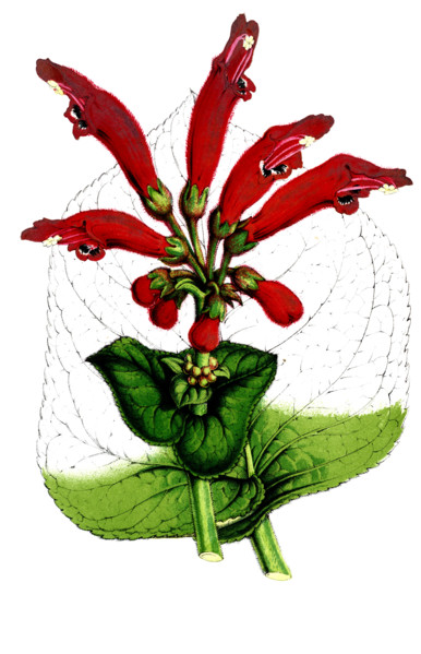 Dircaea macrantha