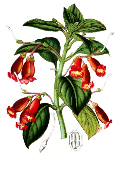 Isoloma Trianaei