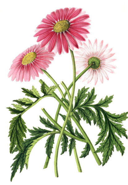 Pyrethrum delhayi