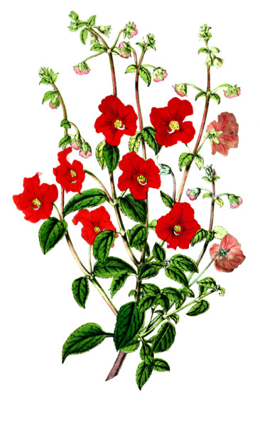 Alonsoa waiscewiezii