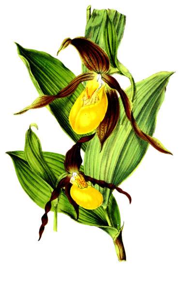Cypripedium pubescens