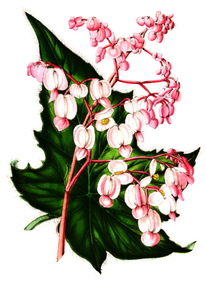Bagonia verschaffeltii