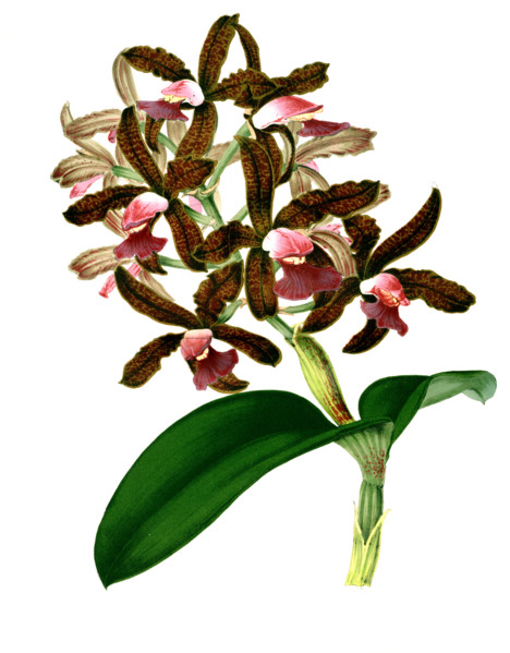 Cattleya leopoldii