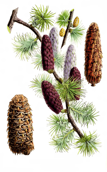Larix griffithii