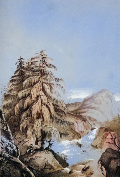 View of a Larix Griffithii in one of its native places