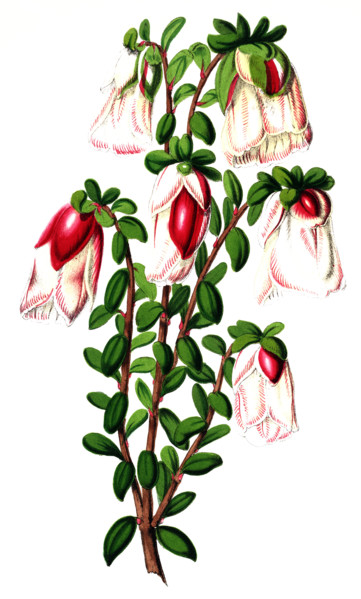 Genetyllis tulipifera