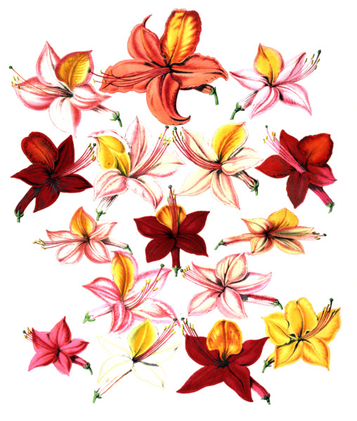 various flowers of azaleas