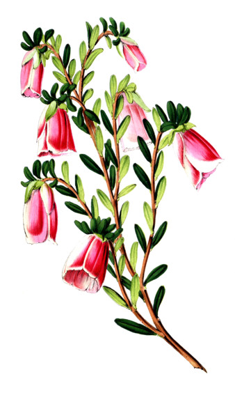Genetyllis macrostegia