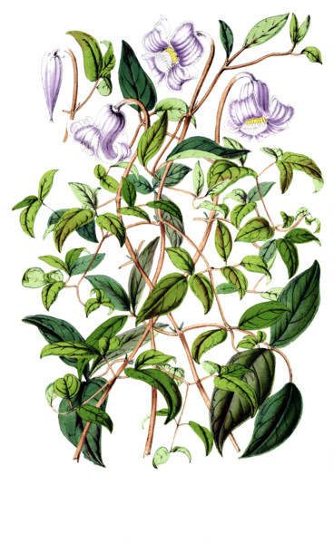 Clematis campaniflora