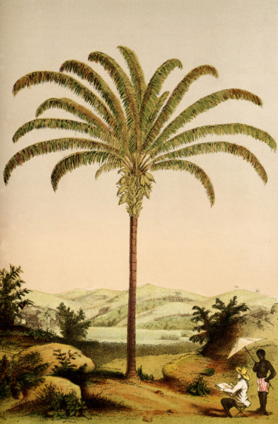 Maximiliana regia